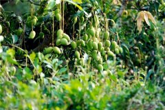 土壤养分速测仪原理-哪些厂家值得信赖?