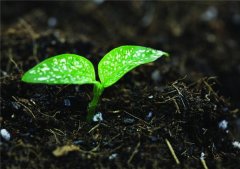 科学使用土壤水分测定仪精确灌溉来提高农作物产量