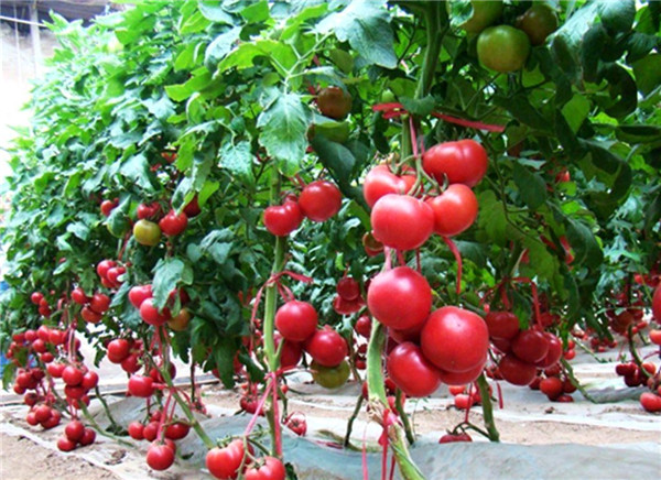 用土壤养分速测仪改善西红柿种植土地，产量提高一倍