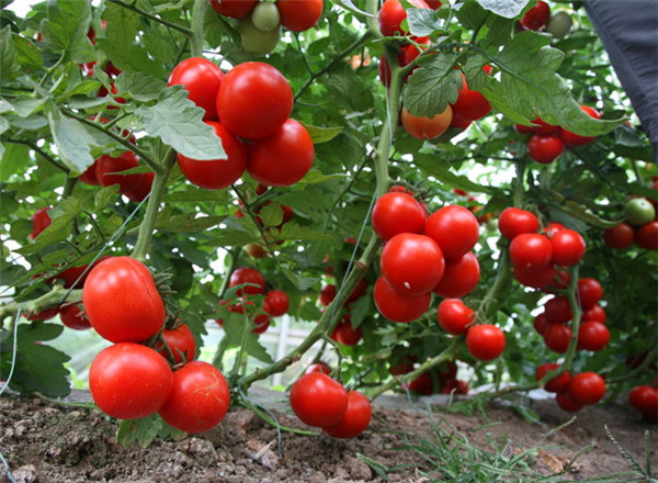 用土壤养分速测仪改善西红柿种植土地，产量提高一倍