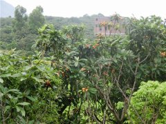 种植枇杷前用土壤速测仪进行土壤处理