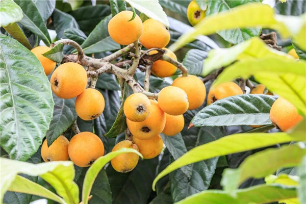 种植枇杷前用土壤速测仪进行土壤处理