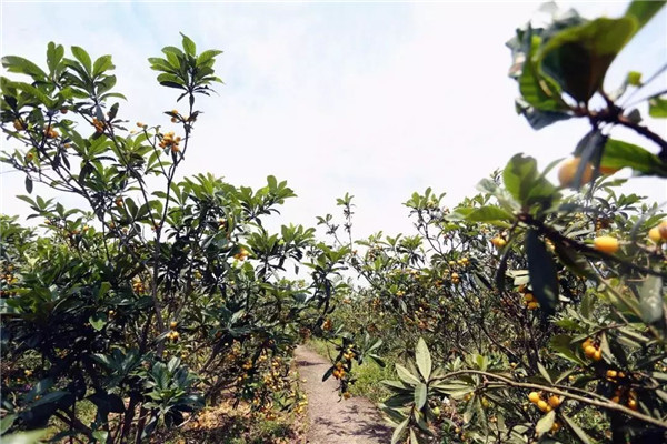 种植枇杷前用土壤速测仪进行土壤处理