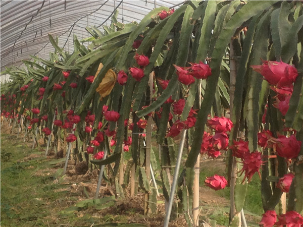 土壤墒情监测系统为西瓜生长提供更适宜的条件