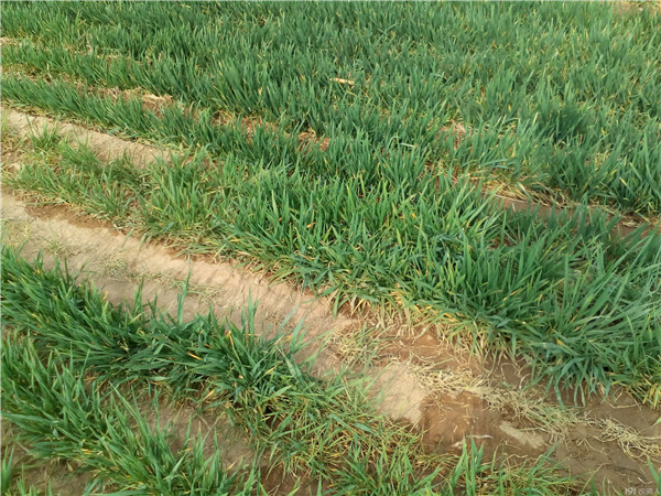 土壤养分速测仪指导冬小麦合理施肥